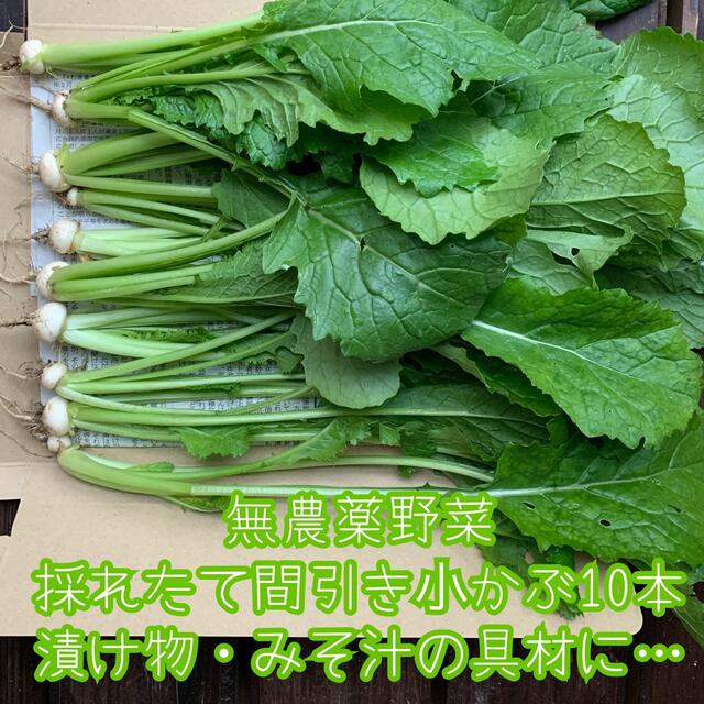 無農薬野菜＊採れたて葉っぱ＆土付き小かぶ＊10本＊ネコポス＊漬け物などに＊ 食品/飲料/酒の食品(野菜)の商品写真