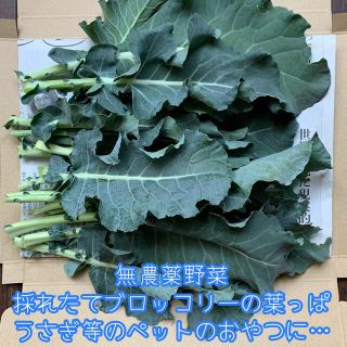 無農薬野菜＊採れたてブロッコリーの葉っぱ＊約200g＊うさぎなどペットのおやつ(野菜)