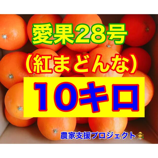 マドンナ10キロ食品/飲料/酒