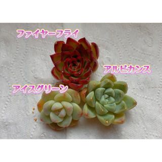 多肉植物 カット苗(その他)