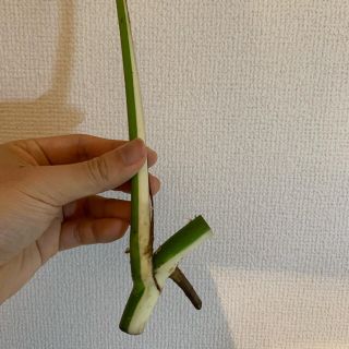 超綺麗なハーフ斑入りモンステラ　カット茎　気根付き(その他)