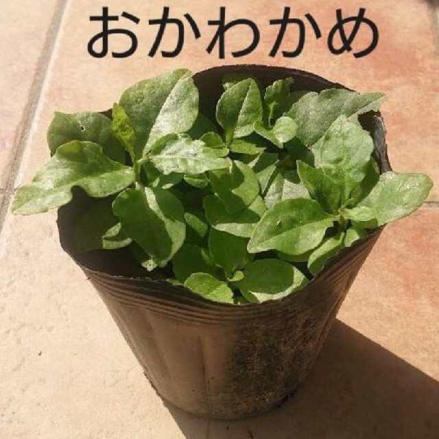 オカワカメの苗 5株 食品/飲料/酒の食品(野菜)の商品写真