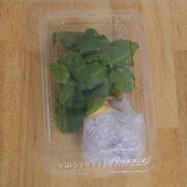 雲南百薬の茎の太めの苗 3株 食品/飲料/酒の食品(野菜)の商品写真