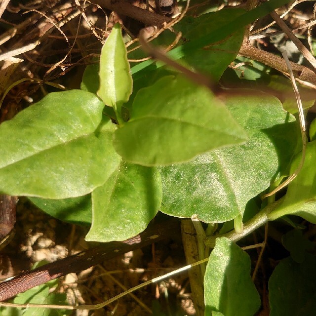 雲南百薬の茎の太めの苗 3株 食品/飲料/酒の食品(野菜)の商品写真