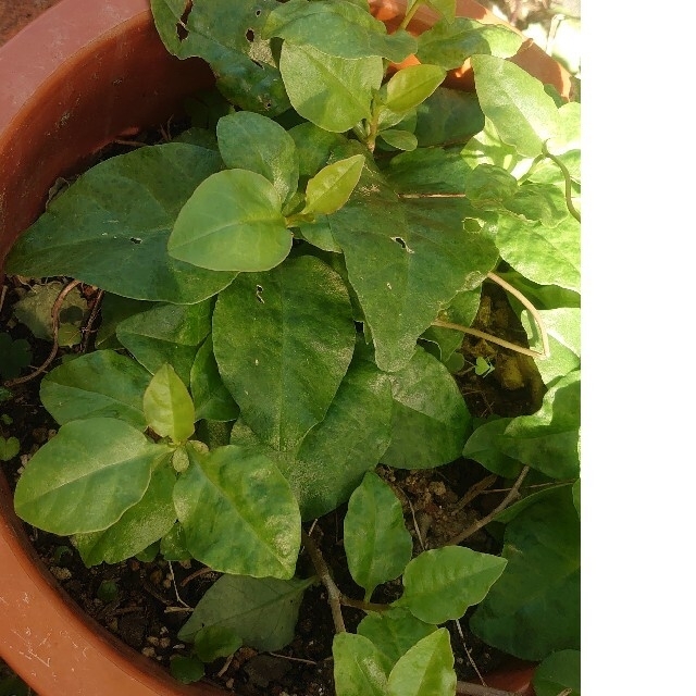 雲南百薬の茎の太めの苗 3株 食品/飲料/酒の食品(野菜)の商品写真