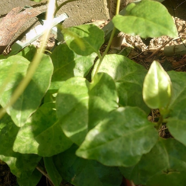 雲南百薬の茎の太めの苗 3株 食品/飲料/酒の食品(野菜)の商品写真