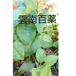 雲南百薬の茎の太めの苗 3株(野菜)