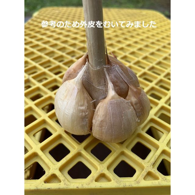 青森県産にんにく５ｋｇ M ニンニク５キロ 福地ホワイト６片種 訳あり②食品/飲料/酒