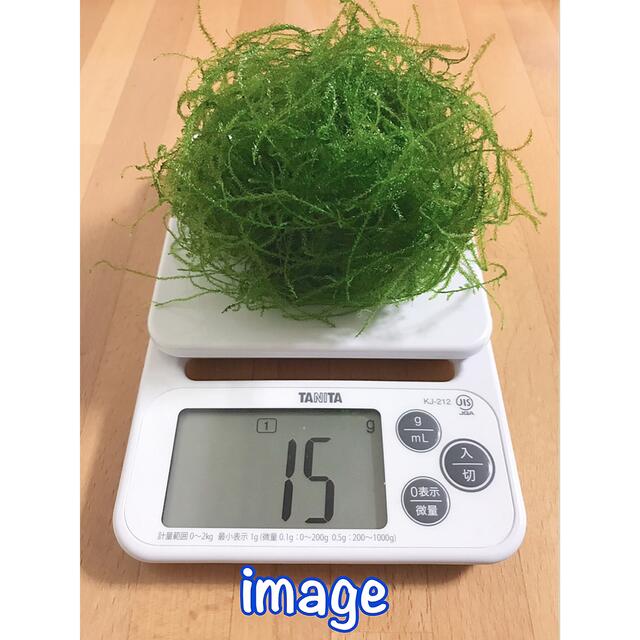 無農薬　水草　　ウィローモス　15g その他のペット用品(アクアリウム)の商品写真