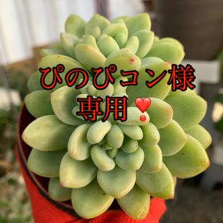 セダム　クラバツム❣️双頭　美苗　抜き苗(その他)