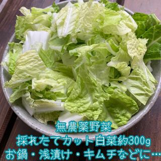 本日限定価格！無農薬野菜＊採れたて旬のカット白菜300g＊ネコポス＊お鍋・漬け物(野菜)