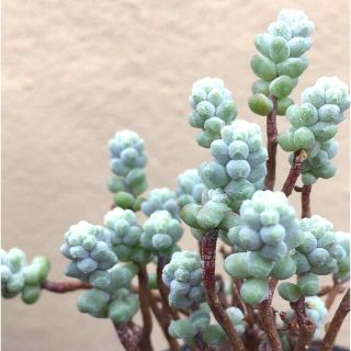 多肉植物　レアセダム　木立性ブレビフォリウム　カット苗(その他)