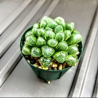 ハオルチア　多肉植物　おうち時間(保湿ジェル)