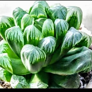 ハオルチア　多肉植物　おうち時間(リップケア/リップクリーム)