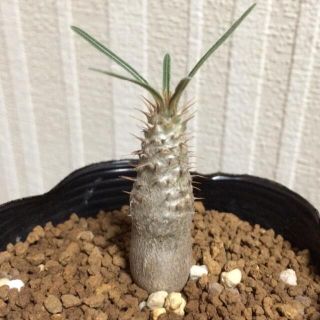 パキポディウム グラキリス 実生 ①(その他)