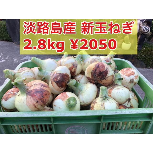 淡路島産 新玉ねぎ 2.8kg 食品/飲料/酒の食品(野菜)の商品写真