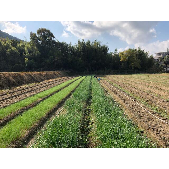 淡路島産 新玉ねぎ 2.8kg 食品/飲料/酒の食品(野菜)の商品写真