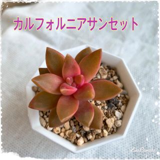 【多肉植物】カルフォルニアサンセット ぬき苗 可愛い オレンジ色多肉 紅葉あり♪(その他)