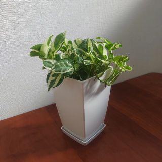 観葉植物🍀ポトス(鉢付)(プランター)