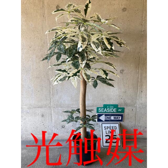 光触媒 人工観葉植物 ウォールグリーン フェイク アレンジ 光触媒 人工観葉植物 ウォールグリーン フェイク アレンジ