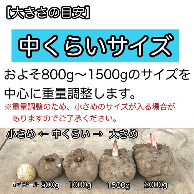 【群馬県産】こんにゃく芋　箱込み5kg以内　手作りこんにゃく用【中くらいサイズ】 食品/飲料/酒の食品(野菜)の商品写真