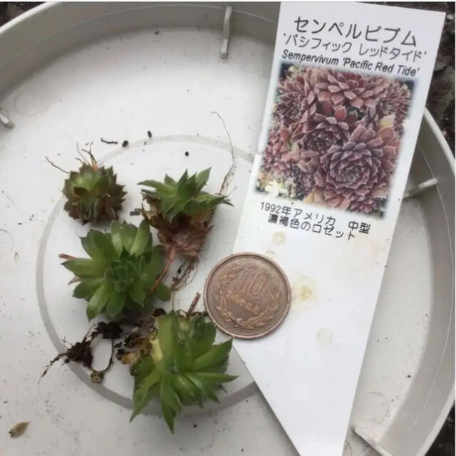 多肉植物センペルビウム　パシフィック　レッドタイド   チビカット苗