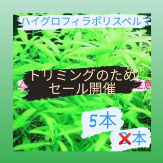 【12/29以降販売活動休止】ハイグロフィラポリスペルマ3本→5本(アクアリウム)