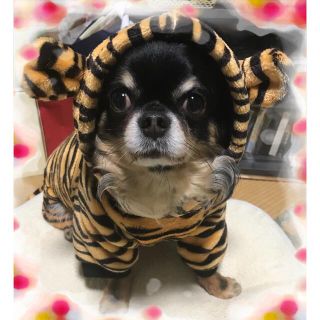 犬用服 虎 着ぐるみ Lサイズ 干支 パーカー ペット服(犬)