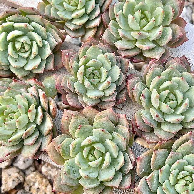 多肉植物 ティッピー 韓国苗 - cabager.com
