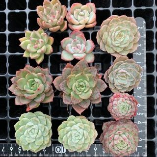 KJ12   アガボイデス•モンブラン　韓国苗 花の饗宴 多肉植物 エケベリア