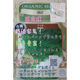 ディル 固定種 有機種子 家庭菜園 ハーブ 種 種子 野菜の種(野菜)