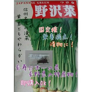 野沢菜 固定種 野菜の種 ハーブの種 水耕栽培 家庭菜園 種子 種(野菜)