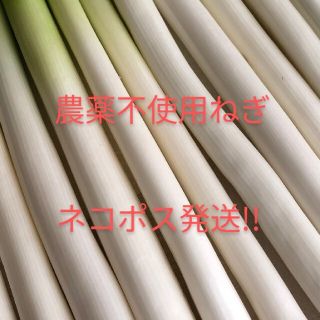 長ネギ☆農薬不使用ねぎ☆　　　　　　ネコポスで白ねぎ発送！！(野菜)