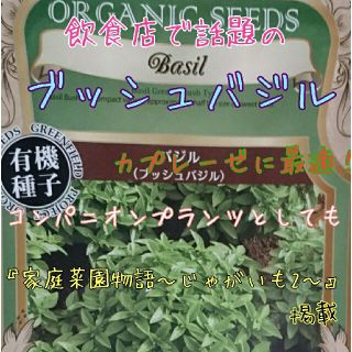 ブッシュバジル 固定種 野菜の種 ハーブの種 水耕栽培 家庭菜園 種子 種(その他)