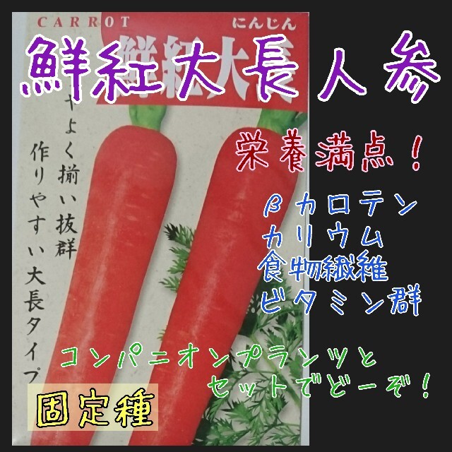 鮮紅大長人参 固定種 在来種 野菜の種 家庭菜園 種子 種 食品/飲料/酒の食品(野菜)の商品写真