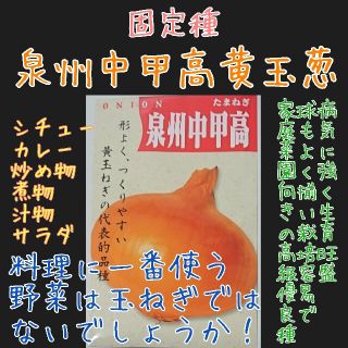 泉州中甲高黄玉葱 固定種 在来種 野菜の種 家庭菜園 種 種子(野菜)