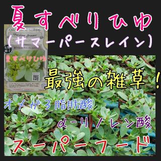 夏すべりひゆ 固定種 野菜の種 ハーブの種 水耕栽培 家庭菜園 種子 種(野菜)