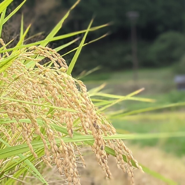 グルテンフリー福井県産無農薬コシヒカリの米粉500ｇ 食品/飲料/酒の食品(米/穀物)の商品写真