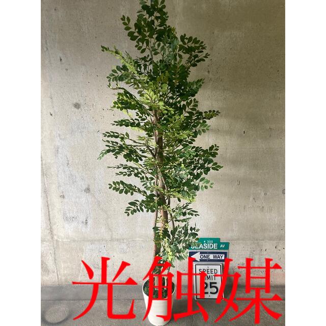 光触媒 人工観葉植物 ウォールグリーン フェイク アレンジ トネリコ188