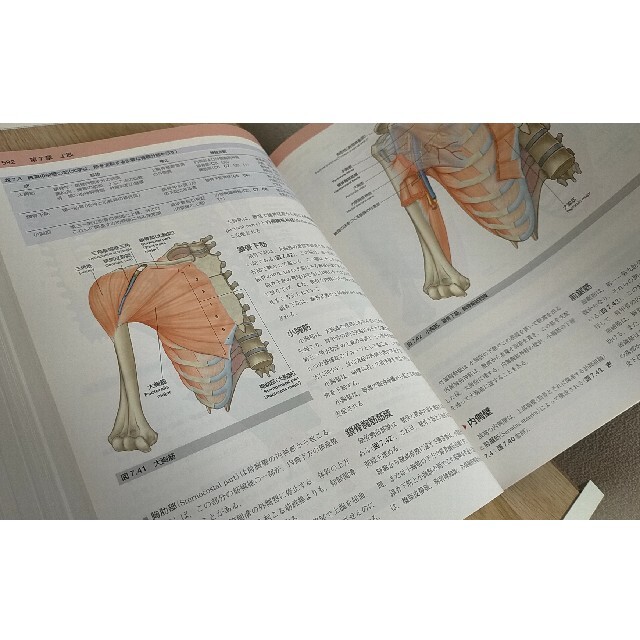 裁断済み・電子版シリアル未使用】グレイ解剖学 原著第4版 - 健康/医学 裁断済み・電子版シリアル未使用】グレイ解剖学 原著第4版 - 健康/医学