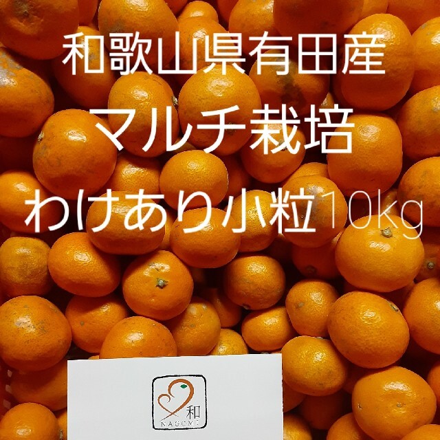 和歌山県有田産　マルチ栽培　わけあり小粒みかん10kg 食品/飲料/酒の食品(フルーツ)の商品写真