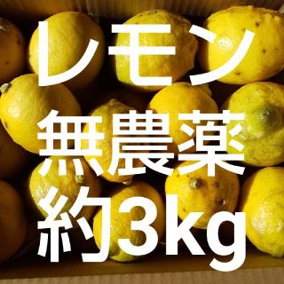 訳あり レモン 約3kg 無農薬 自家製(フルーツ)