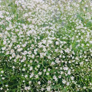 ホワイトかすみ草の種50粒  切り花霞草の種(野菜)