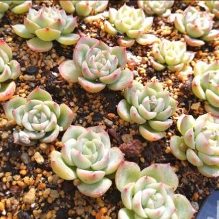 韓国苗　エケベリア　ピンククリスタルローズ　多肉植物(その他)