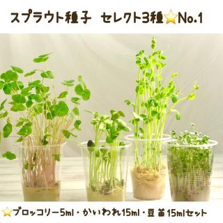 色々試せる！スプラウト種子セレクト3種【No.1】(野菜)