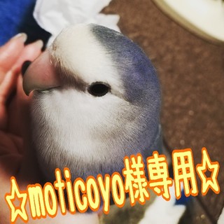 《moticoyo様専用》☀ビーズたっぷり♪渡りはしご(イエロー系)☀(鳥)