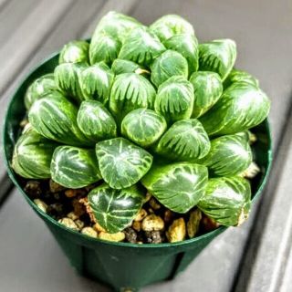 ハオルチア　多肉植物　おうち時間(保湿ジェル)