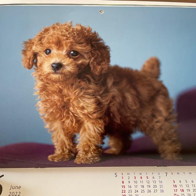 2022カレンダー　壁掛け　犬　わんちゃん エンタメ/ホビーの声優グッズ(カレンダー)の商品写真