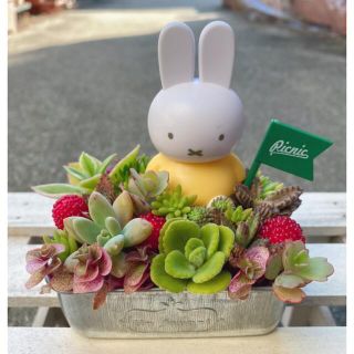 ★★特大❤️ミッフィー★寄せ植え★このまま飾れます★多肉植物★★(その他)