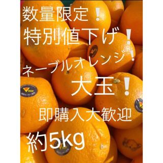 ネーブルオレンジ　大玉　約5kg(フルーツ)